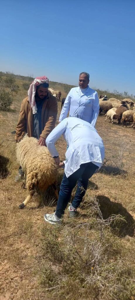 «الطب البيطري» بمطروح: تحصين 47 ألف رأس ماشية ضد الحمى القلاعية والوادى المتصدع منذ 5 أبريل