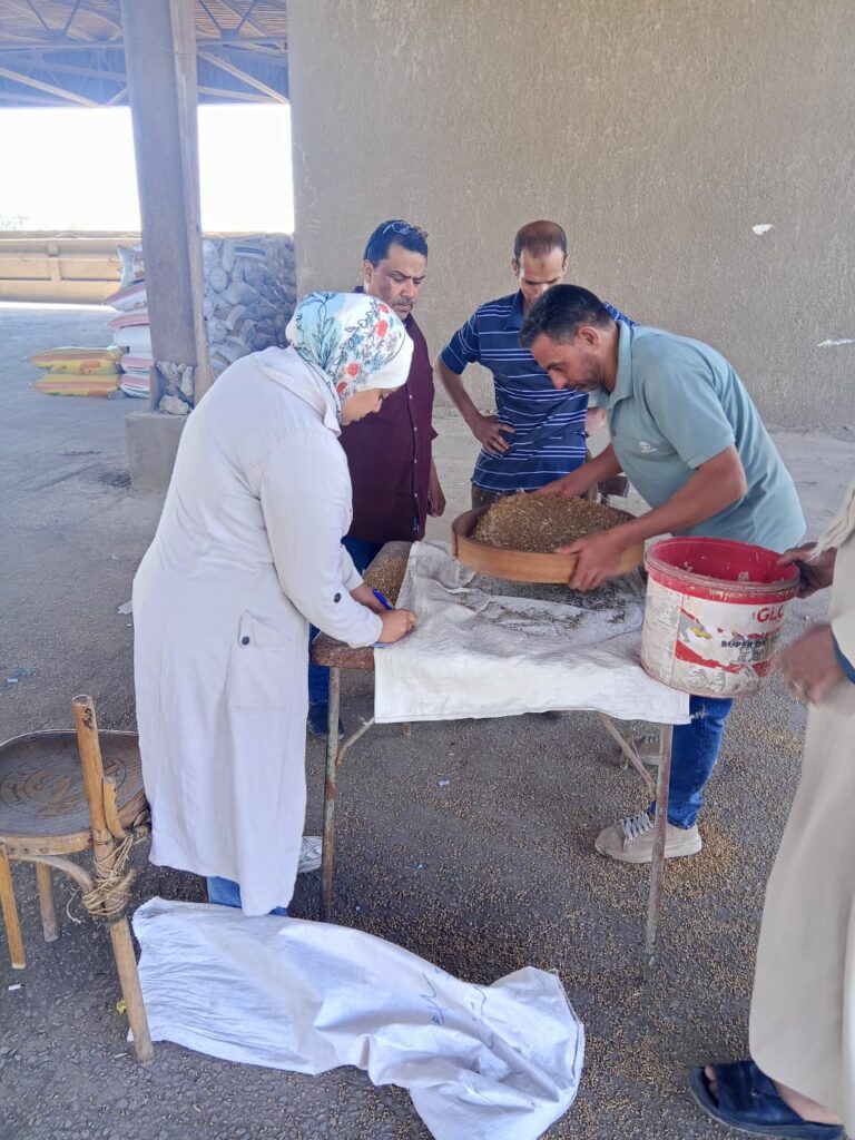 محافظ الجيزة: استلمنا 16 ألف طن من محصول القمح منذ منتصف أبريل