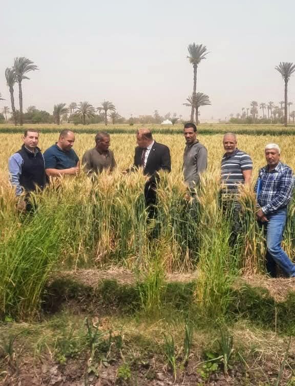 محافظ الجيزة يتابع استعدادات استقبال موسم حصاد القمح