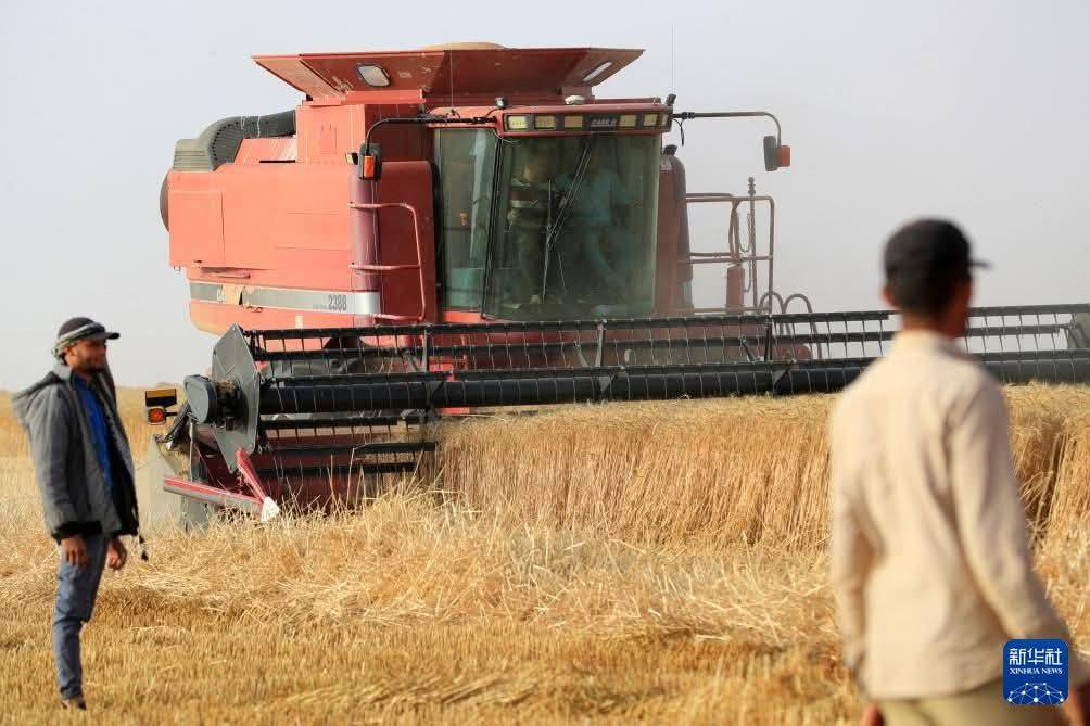 السفارة الصينية: نتعاون مع مصر باستصلاح الصحراء لزراعة القمح وتحقيق الأمن الغذائي للقاهرة